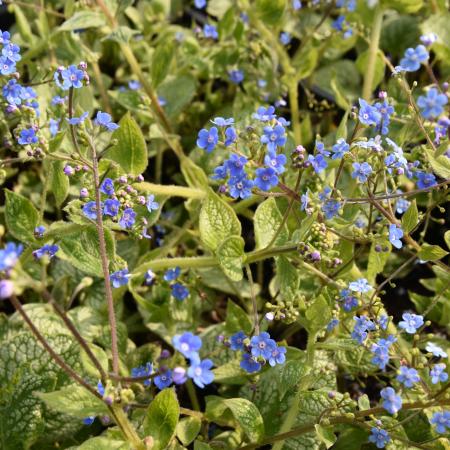 Brunnera macrophylla 'Sea Heart'