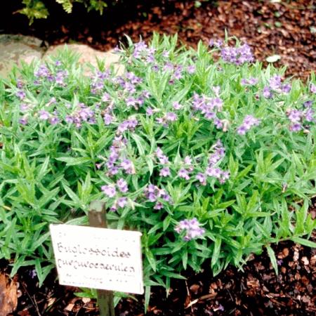 Buglossoides purpurocaerulea