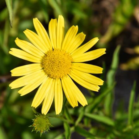 Buphthalmum salicifolium