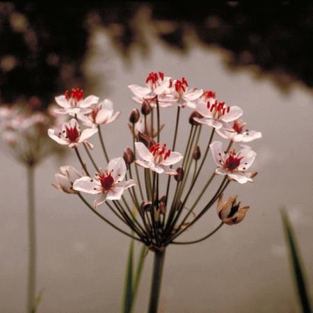 Butomus umbellatus