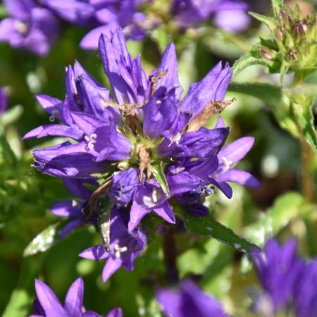 Campanula glomerata 'Acaulis'