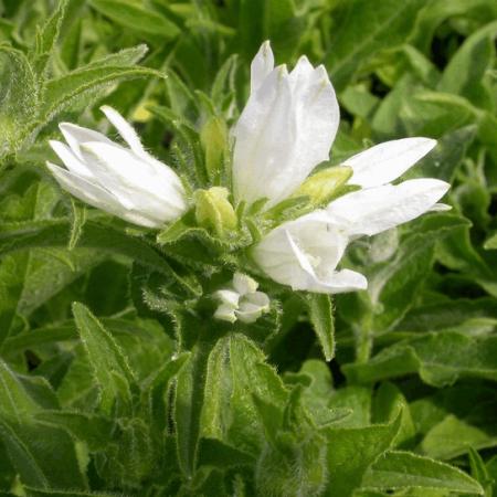 Campanula glomerata 'Alba'