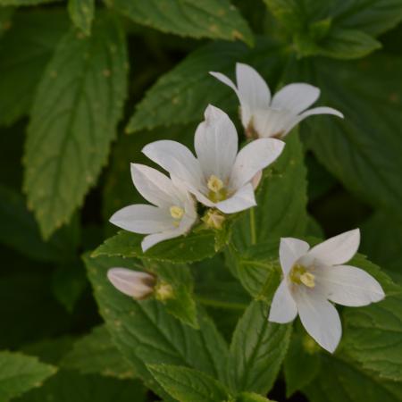 Campanula lactiflora 'Alba'