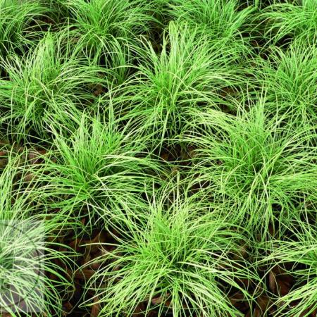 Carex comans 'Amazon Mist'