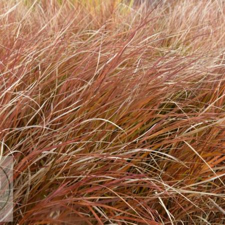 Calamagrostis arundinacea