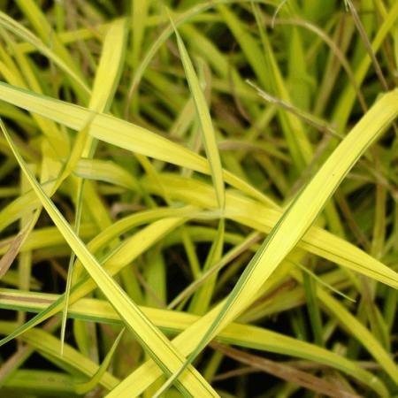 Carex elata 'Aurea'