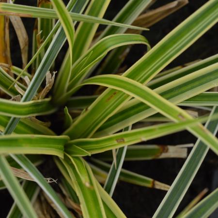 Carex morrowii 'Aureovariegata'