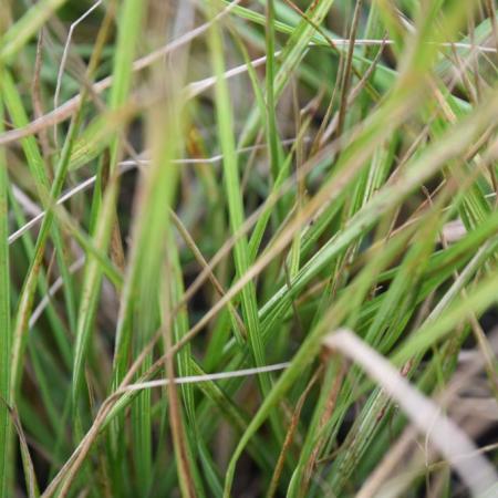 Calamagrostis acutiflora 'Avalanche'