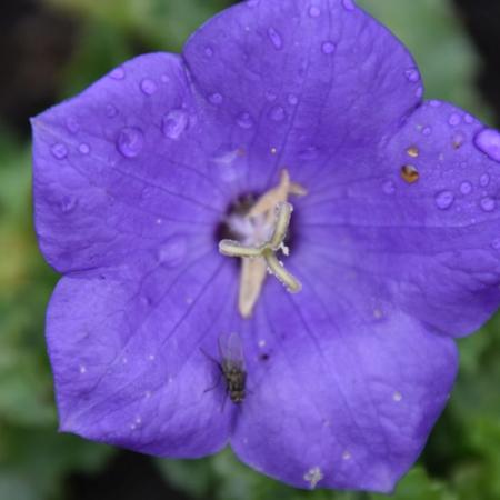 Campanula carpatica 'Blaue Clips'