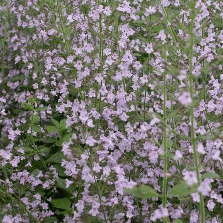 Calamintha nepeta 'Blue Cloud'