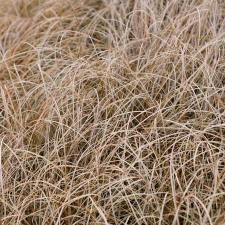 Carex comans 'Bronze Form'