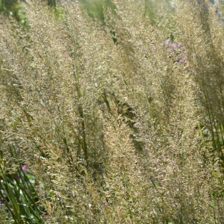 Calamagrostis brachytricha