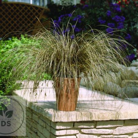 Carex comans 'Bronco'