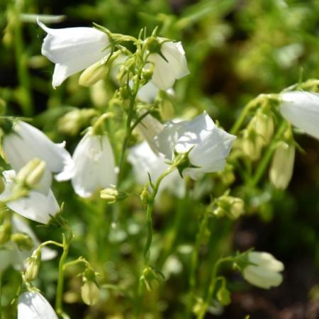 Campanula cochleariifolia 'Baby White'