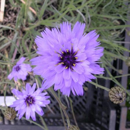 Catananche caerulea