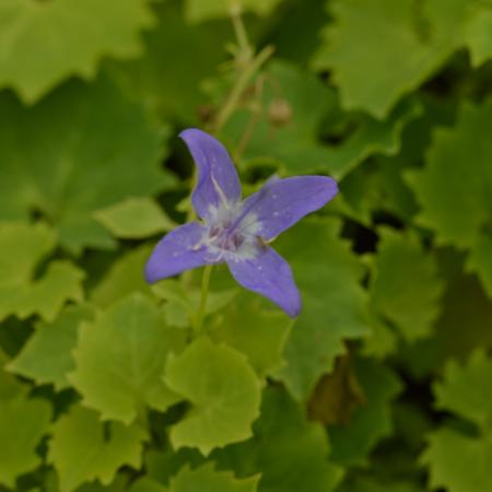 Campanula garganica 'Dickson's Gold'