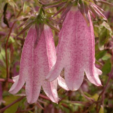 Campanula 'Elizabeth'