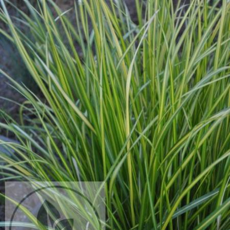 Calamagrostis acutiflora 'England'