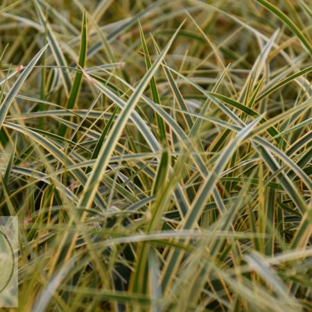 Carex morrowii 'Everglow'
