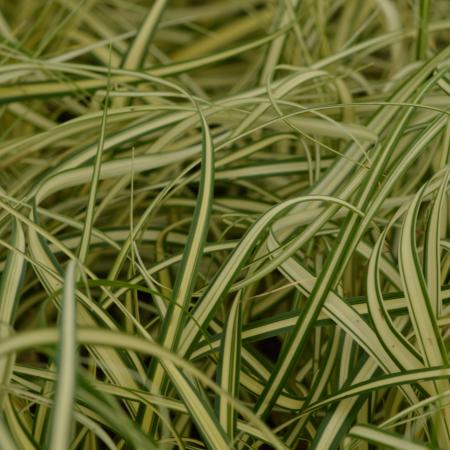 Carex oshimensis 'Evergold'