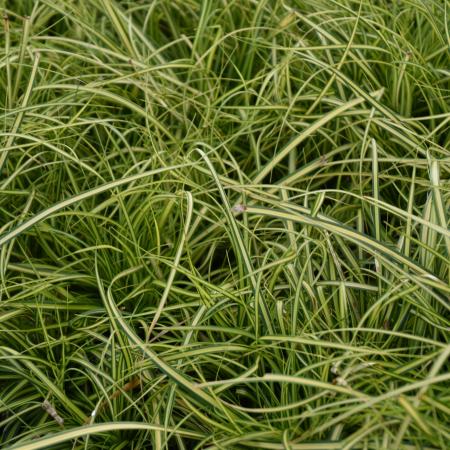 Carex oshimensis 'Eversheen'