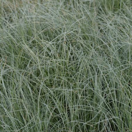 Carex comans 'Frosted Curls'