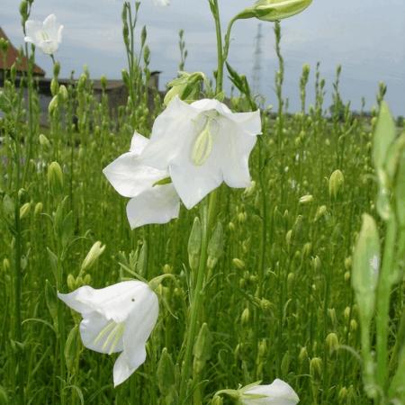 Campanula persicifolia 'Grandiflora Alba'