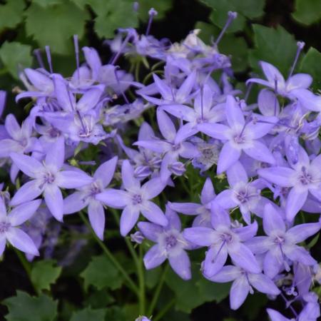 Campanula garganica