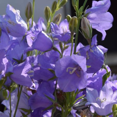 Campanula persicifolia 'Grandiflora Coerulea'