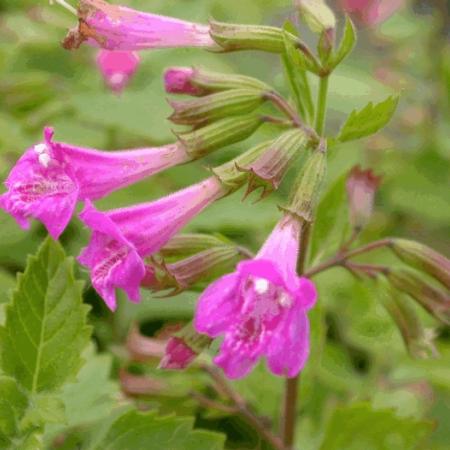 Calamintha grandiflora