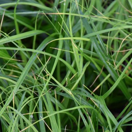 Carex oshimensis 'Greenwell'