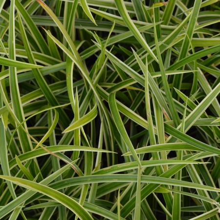 Carex morrowii 'Ice Dance'