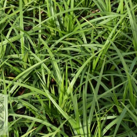 Carex foliosissima 'Irish Green'  3 Liter