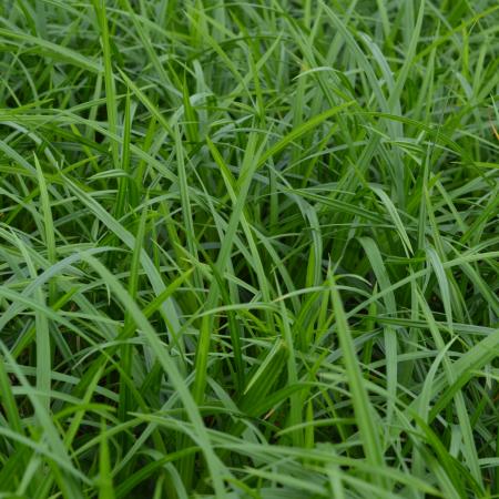 Carex foliosissima 'Irish Green'