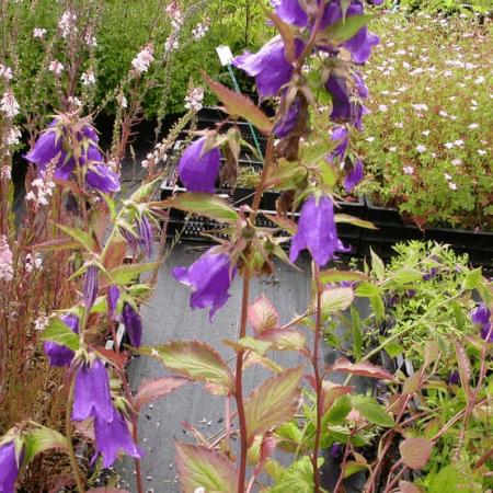 Campanula 'Kent Belle'