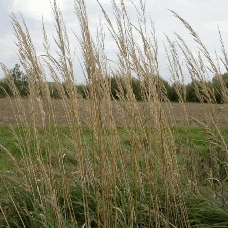 Calamagrostis acutiflora 'Karl Foerster'