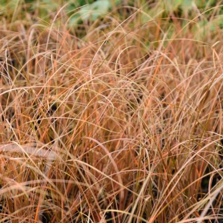 Carex comans 'Kupferflamme'