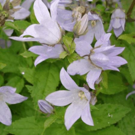 Campanula lactiflora 'Loddon Anna'