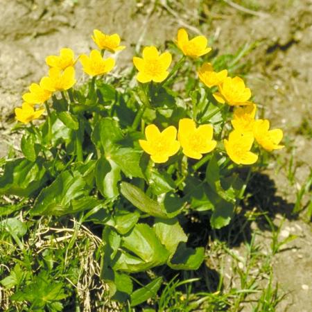 Caltha palustris