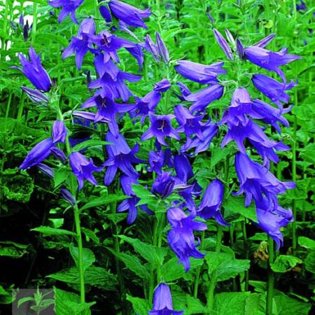 Campanula latifolia var. macrantha