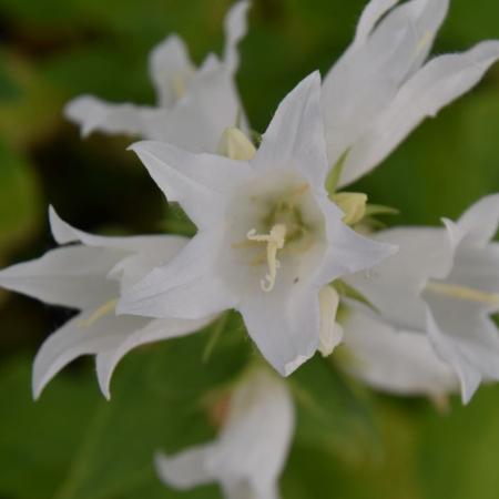 Campanula latifolia var. macrantha 'Alba'