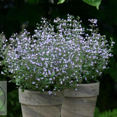 Calamintha nepeta 'Marvelette Blue'