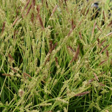 Carex morrowii 'Mosten'