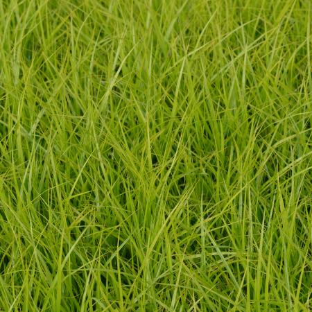 Carex muskingumensis