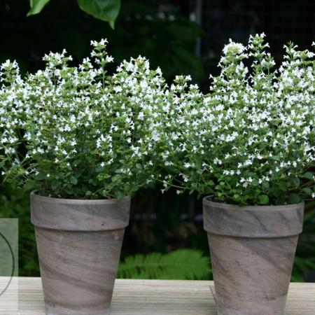 Calamintha nepeta 'Marvelette White'