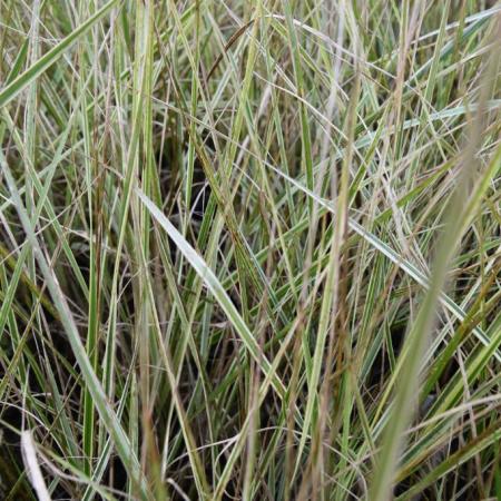 Calamagrostis acutiflora 'Overdam'