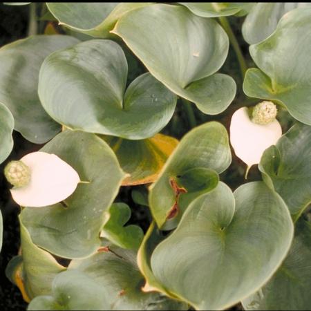 Calla palustris