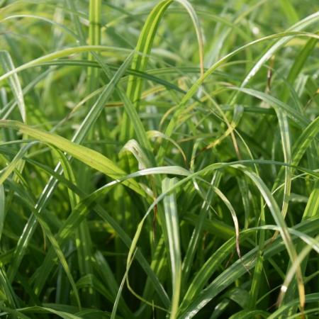 Carex pendula