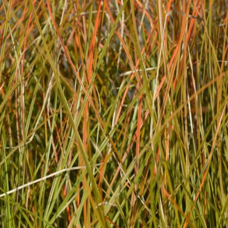 Carex testacea 'Prairie Fire'