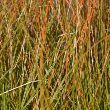 Carex testacea 'Prairie Fire'